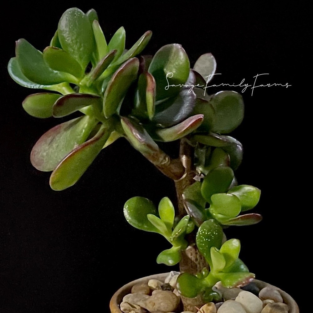 small space gift Decor bonsai Succulent Jade Crassula ovata Argentinain in pot